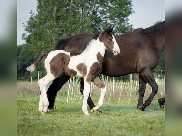 Oldenburg-International (OS) Hingst Föl (05/2024) 175 cm Pinto in Brake