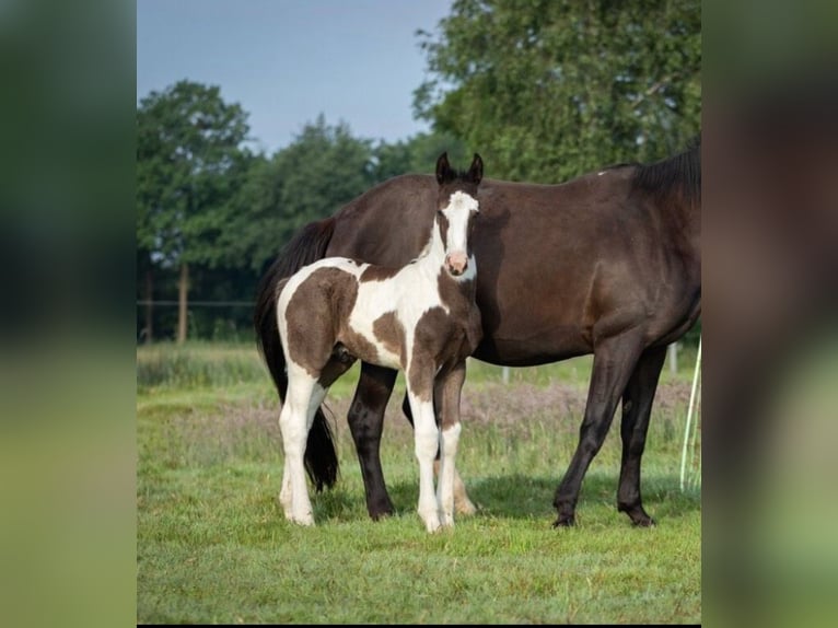 Oldenburg-International (OS) Hingst Föl (05/2024) 175 cm Pinto in Brake