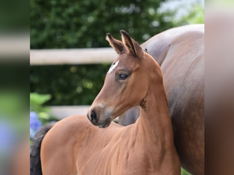 Oldenburg-International (OS) Hingst Föl (06/2024) Brun in Dahlenburg