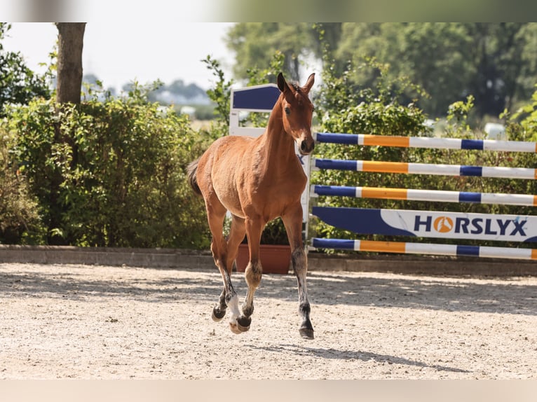 Oldenburg-International (OS) Hingst Föl (03/2024) Brun in Garrel