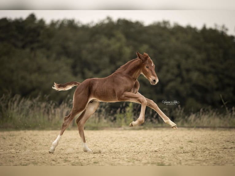 Oldenburg-International (OS) Hingst Föl (05/2024) Brun in Hamm