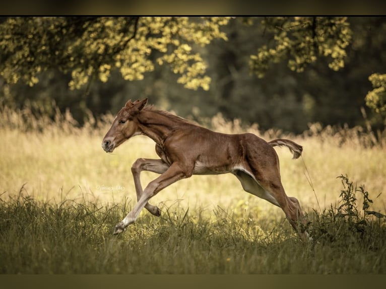 Oldenburg-International (OS) Hingst Föl (05/2024) Brun in Hamm