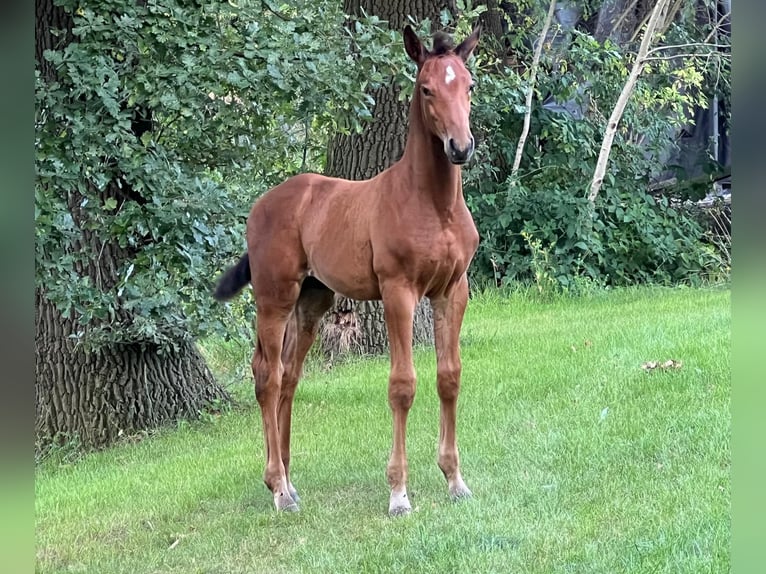 Oldenburg-International (OS) Hingst Föl (06/2024) Brun in Löningen