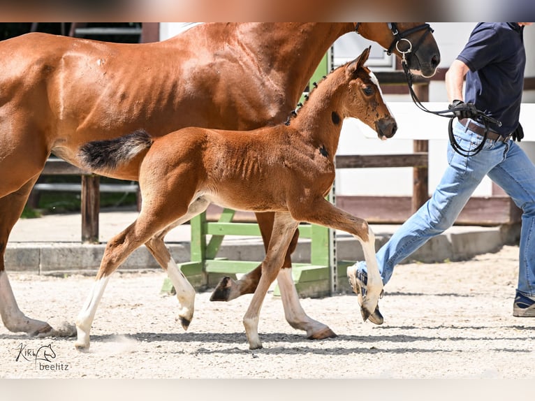 Oldenburg-International (OS) Hingst Föl (05/2024) Brun in Löningen