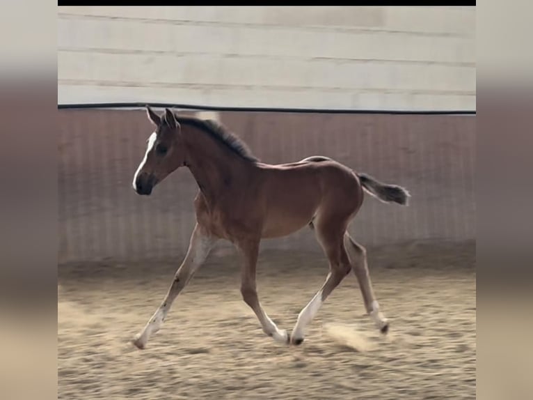 Oldenburg-International (OS) Hingst Föl (05/2024) Brun in Niddatal