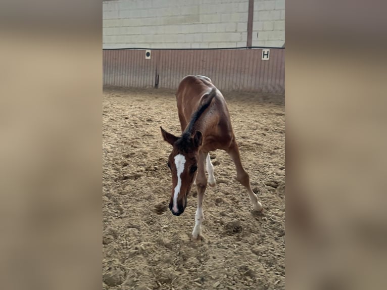 Oldenburg-International (OS) Hingst Föl (05/2024) Brun in Niddatal