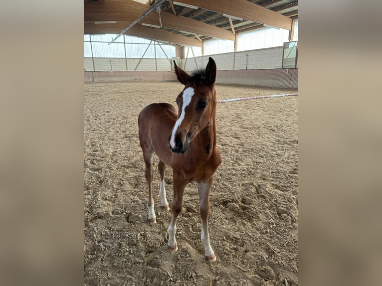 Oldenburg-International (OS) Hingst Föl (05/2024) Brun in Niddatal