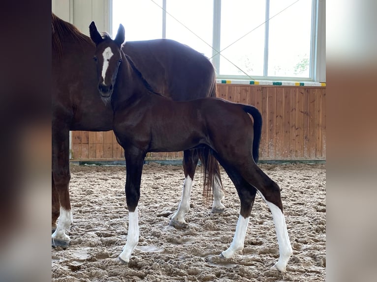 Oldenburg-International (OS) Hingst Föl (06/2024) fux in Marcelewo