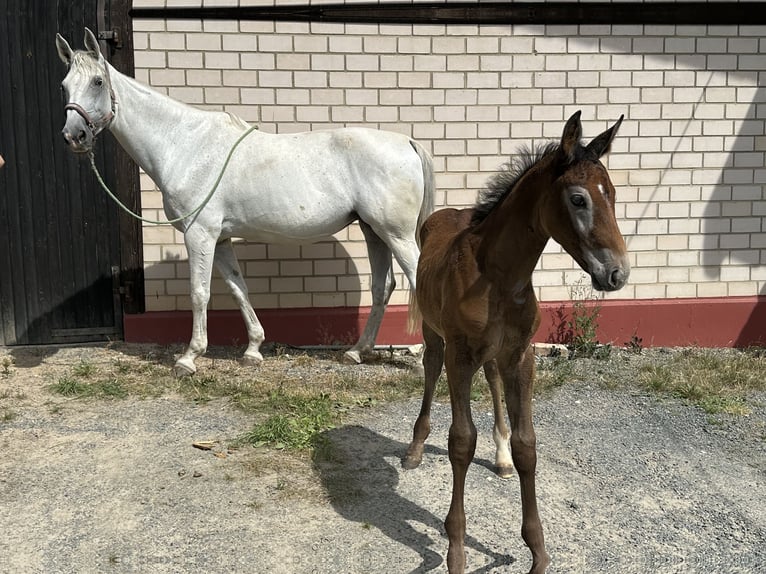 Oldenburg-International (OS) Hingst Föl (05/2024) Grå in Heinersreuth