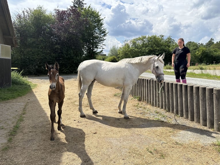 Oldenburg-International (OS) Hingst Föl (05/2024) Grå in Heinersreuth