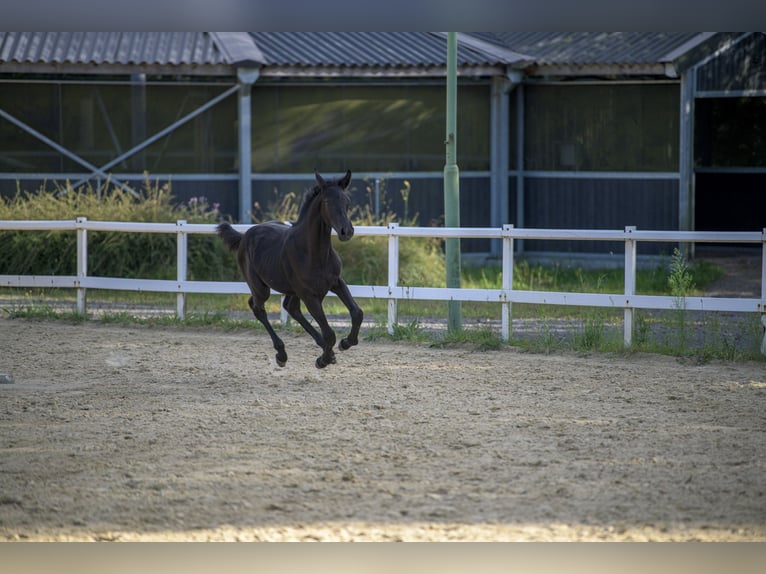 Oldenburg-International (OS) Hingst Föl (03/2024) Kan vara vit in Siegen