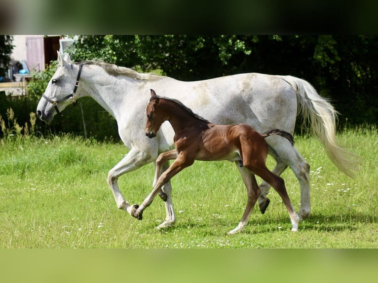 Oldenburg-International (OS) Hingst Föl (06/2024) Ljusbrun in Schwerin