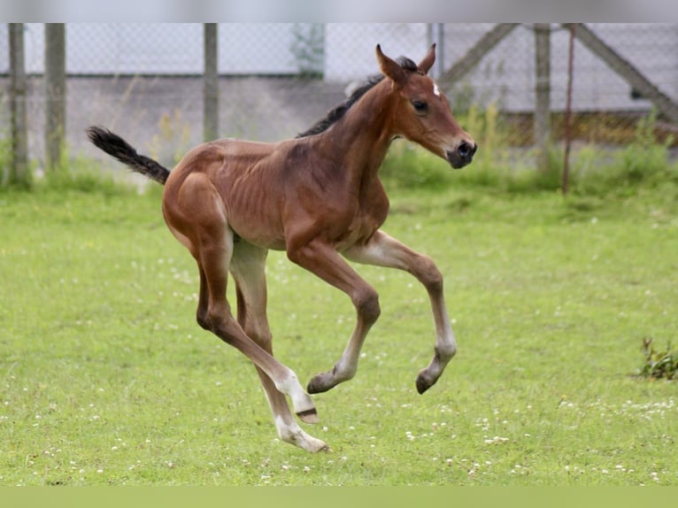 Oldenburg-International (OS) Hingst Föl (06/2024) Ljusbrun in Schwerin