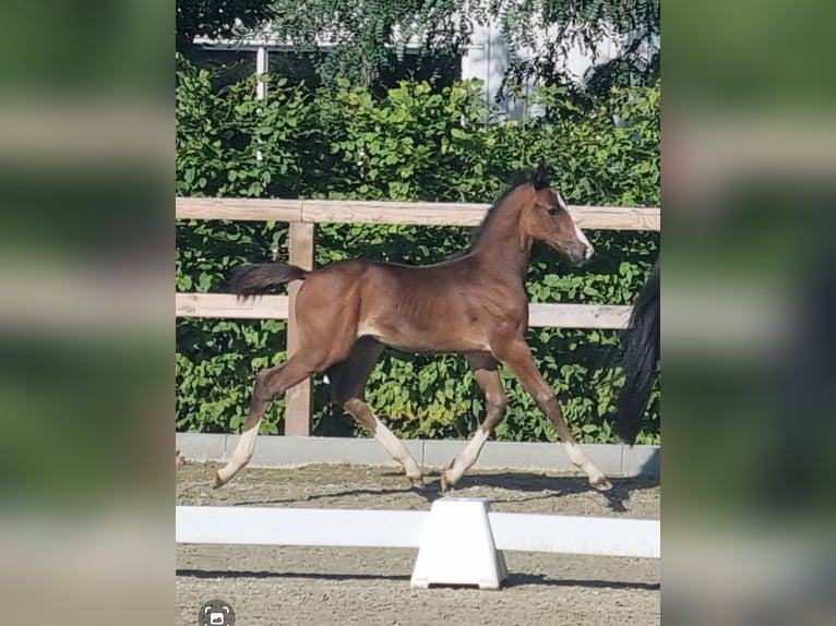 Oldenburg-International (OS) Hingst Föl (06/2024) Mörkbrun in Drebber