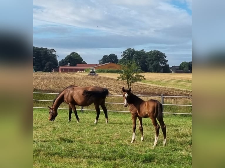 Oldenburg-International (OS) Hingst Föl (06/2024) Mörkbrun in Drebber