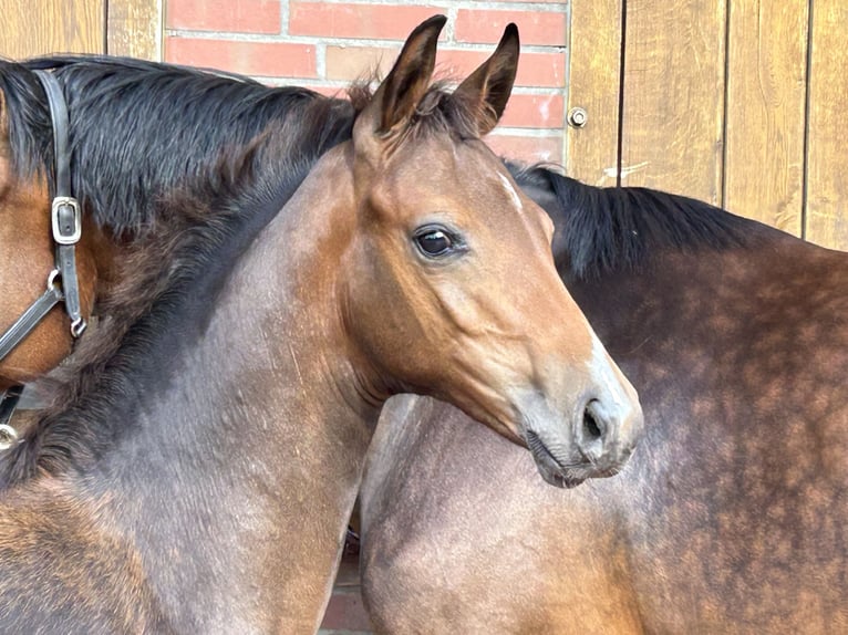 Oldenburg-International (OS) Hingst Föl (04/2024) Mörkbrun in Löningen