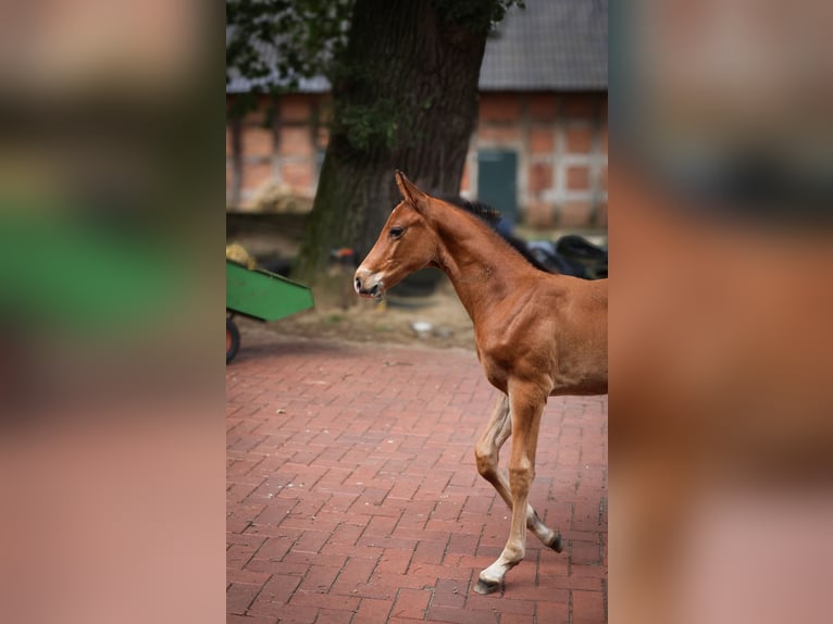 Oldenburg-International (OS) Hingst Föl (05/2024) Mörkbrun in Neuenkirchen-Vörden