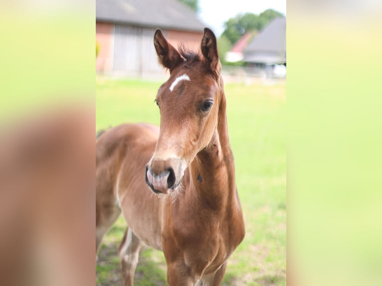 Oldenburg-International (OS) Hingst Föl (05/2024) Mörkbrun in Neuenkirchen-Vörden