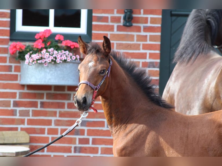 Oldenburg-International (OS) Hingst Föl (04/2024) Mörkbrun in Garrel