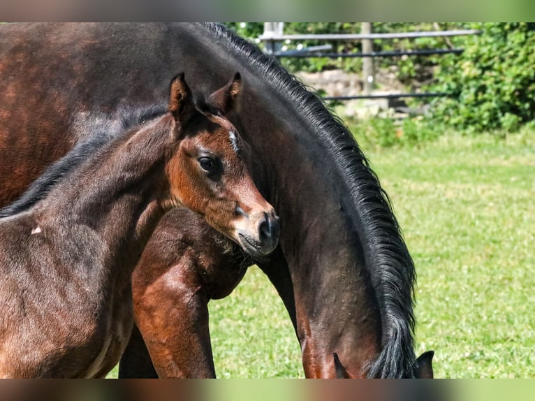 Oldenburg-International (OS) Hingst Föl (04/2024) Rökfärgad svart in Glaubitz