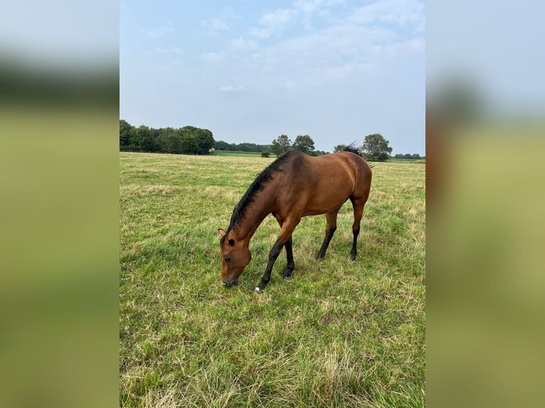 Oldenburg-International (OS) Mare 10 years 16,2 hh Brown in Lindern (Oldenburg)