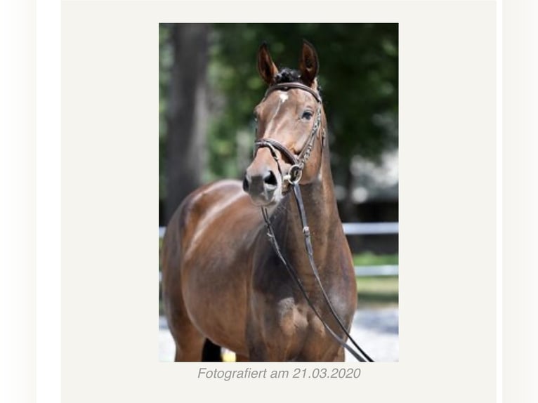 Oldenburg-International (OS) Mare 10 years 16,2 hh Brown in Tyn nad Vltavou