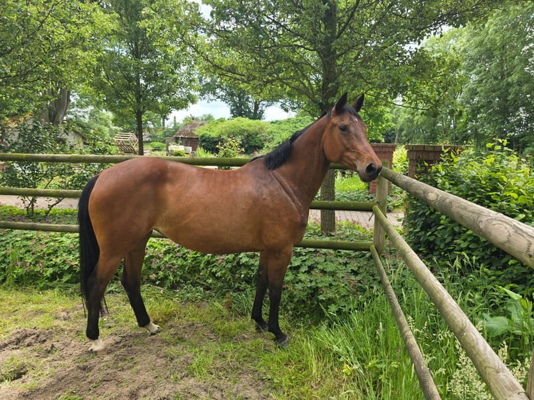 Oldenburg-International (OS) Mare 10 years 16,2 hh Brown in Löningen