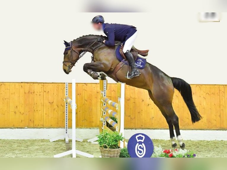 Oldenburg-International (OS) Mare 10 years 16,3 hh in Löningen