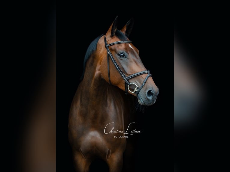 Oldenburg-International (OS) Mare 10 years 16,3 hh in Löningen