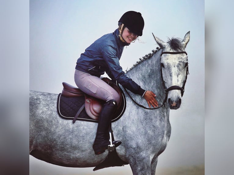 Oldenburg-International (OS) Mare 10 years 16 hh Gray in Engelschoff