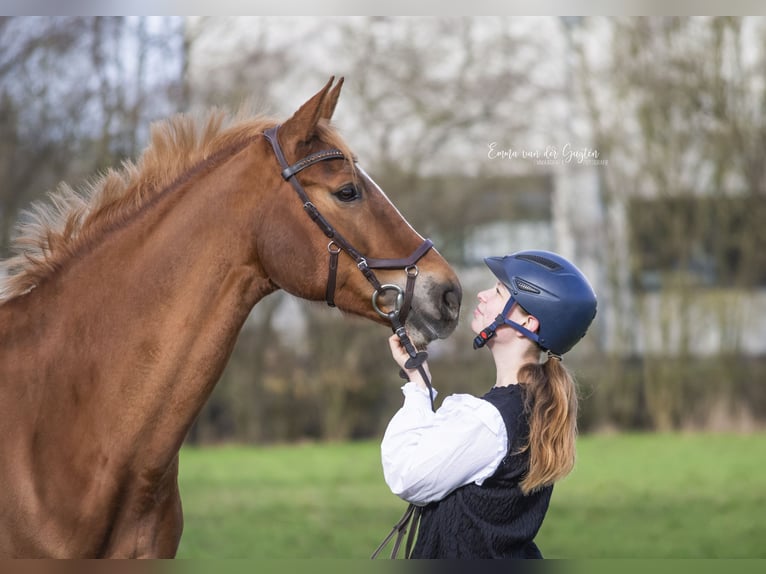 Oldenburg-International (OS) Mare 11 years 16,1 hh Chestnut-Red in Vastorf