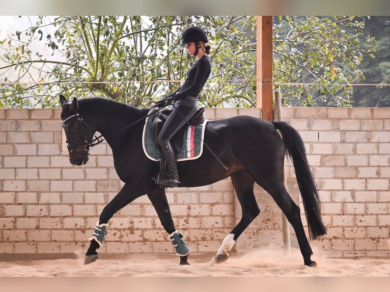 Oldenburg-International (OS) Mare 11 years 16,2 hh Bay-Dark in Butzbach