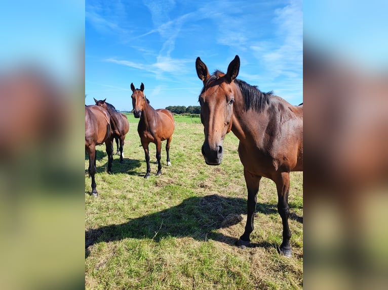 Oldenburg-International (OS) Mare 11 years 17 hh Brown in Westoverledingen