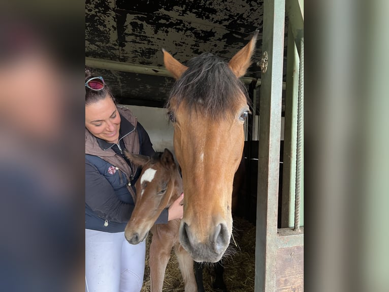 Oldenburg-International (OS) Mare 12 years 16,1 hh Brown in Ubstadt-Weiher