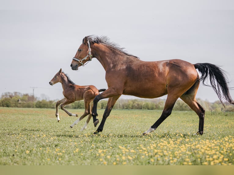 Oldenburg-International (OS) Mare 12 years 16,1 hh Brown in Ubstadt-Weiher