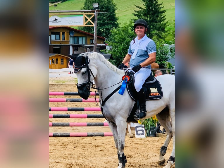 Oldenburg-International (OS) Mare 12 years 16,1 hh Gray in BAD BIBRA