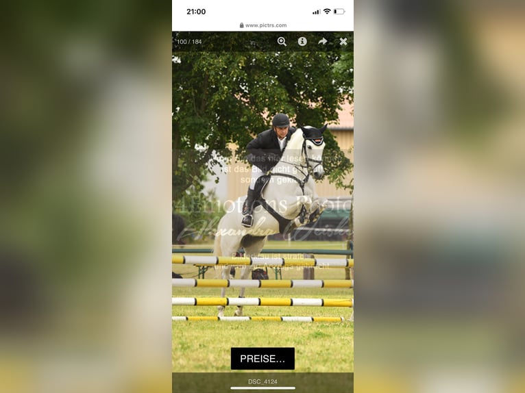 Oldenburg-International (OS) Mare 12 years 16,1 hh Gray in BAD BIBRA