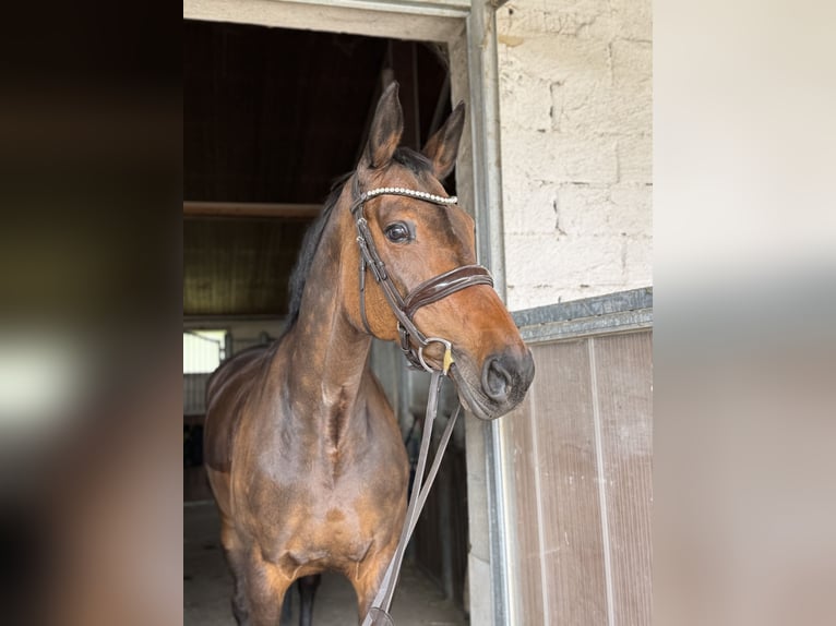 Oldenburg-International (OS) Mare 12 years 16,2 hh in Erharting