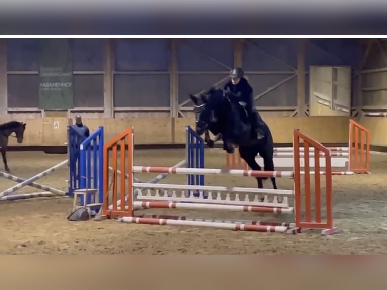 Oldenburg-International (OS) Mare 12 years 16 hh Black in Karben