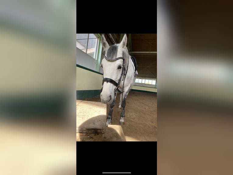 Oldenburg-International (OS) Mare 12 years 17,1 hh Gray in Seekirchen am Wallersee