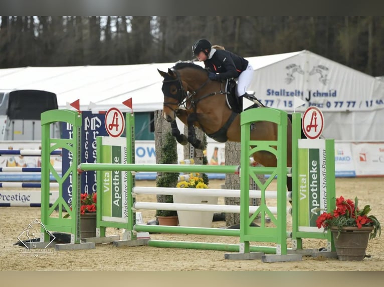 Oldenburg-International (OS) Mare 13 years 16,1 hh Bay-Dark in Riezlern