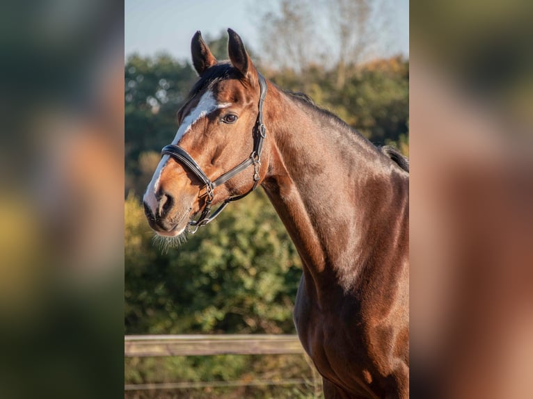 Oldenburg-International (OS) Mare 13 years 16,2 hh Brown in Hanerau-Hademarschen