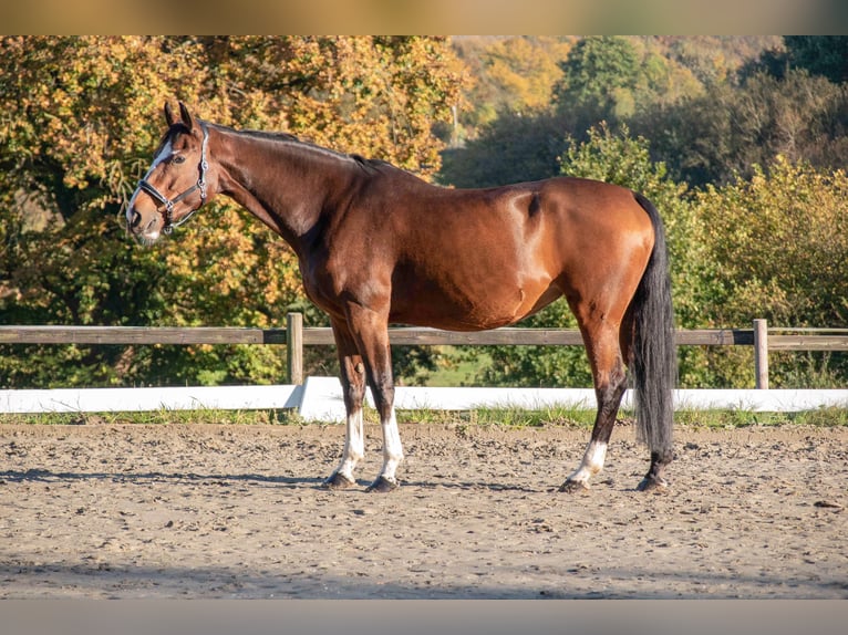 Oldenburg-International (OS) Mare 13 years 16,2 hh Brown in Hanerau-Hademarschen