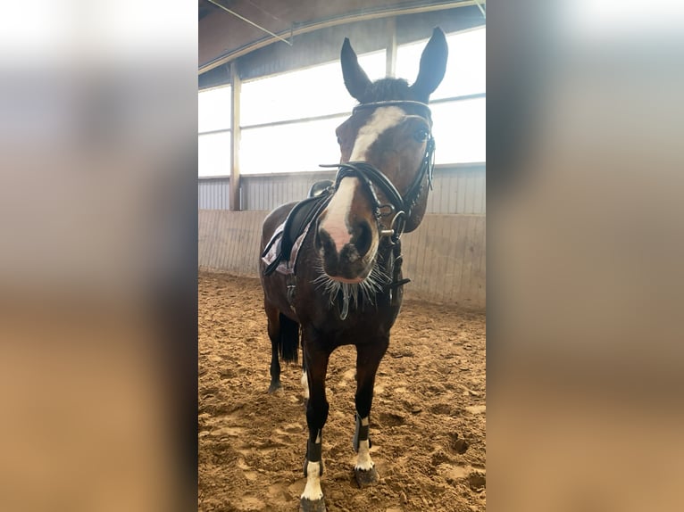 Oldenburg-International (OS) Mare 13 years 16,2 hh Brown in Hanerau-Hademarschen