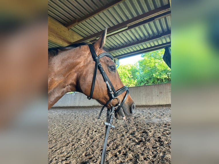 Oldenburg-International (OS) Mare 14 years 15,1 hh Brown in Fehmarn