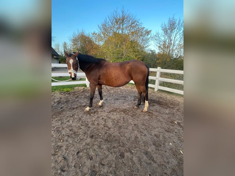 Oldenburg-International (OS) Mare 14 years 15,1 hh Brown in Fehmarn