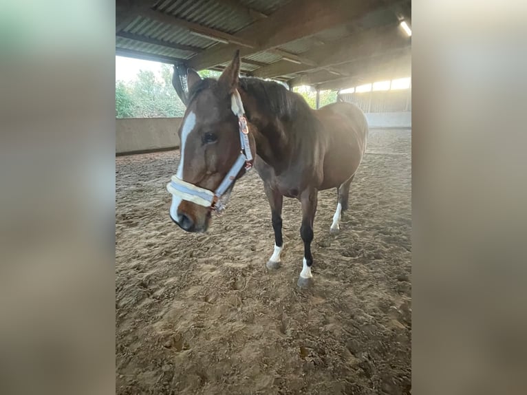 Oldenburg-International (OS) Mare 14 years 15,1 hh Brown in Fehmarn