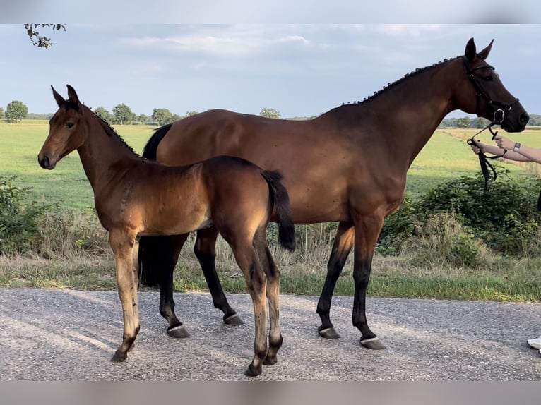 Oldenburg-International (OS) Mare 14 years 16,1 hh Brown in Hesel