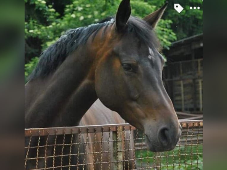 Oldenburg-International (OS) Mare 14 years 16,1 hh Brown in Braunschweig