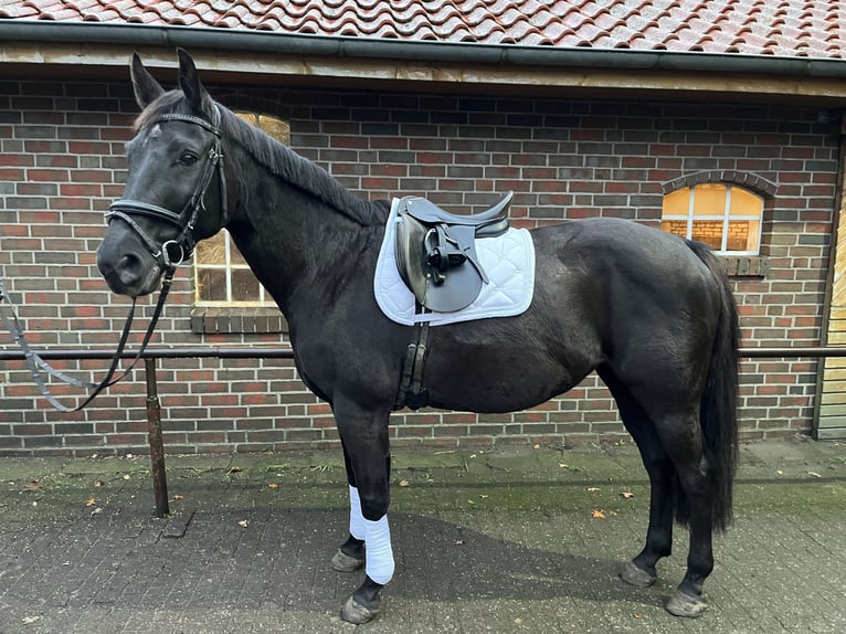 Oldenburg-International (OS) Mare 14 years 16 hh Black in Hatten